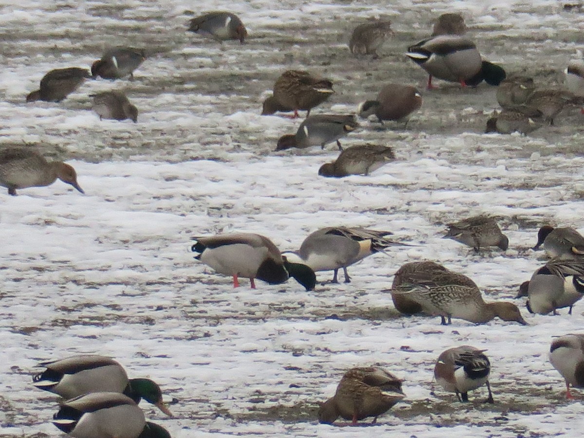 尖尾鴨 - ML646460091