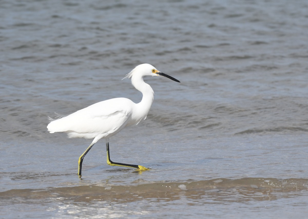 Snowy Egret - ML646460093