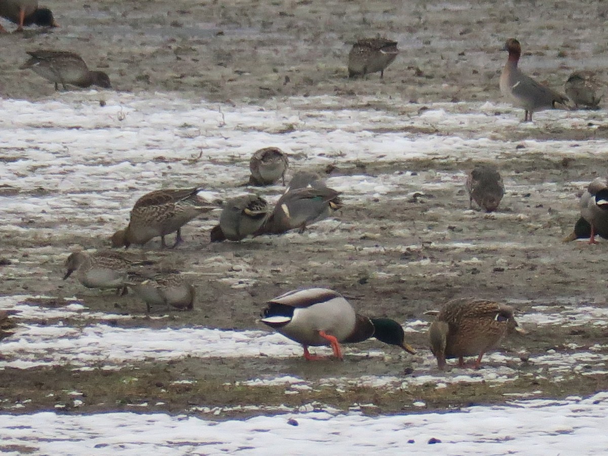 小水鴨 - ML646460094