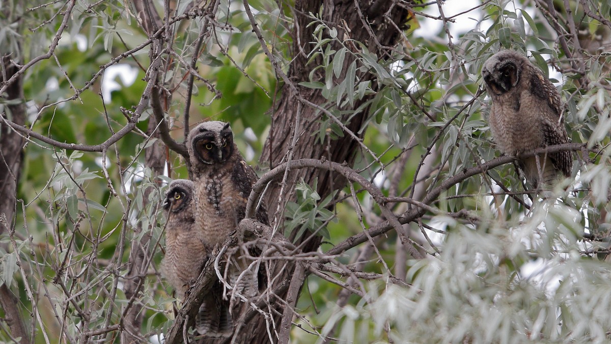 Соотон гуйванга - ML646460096