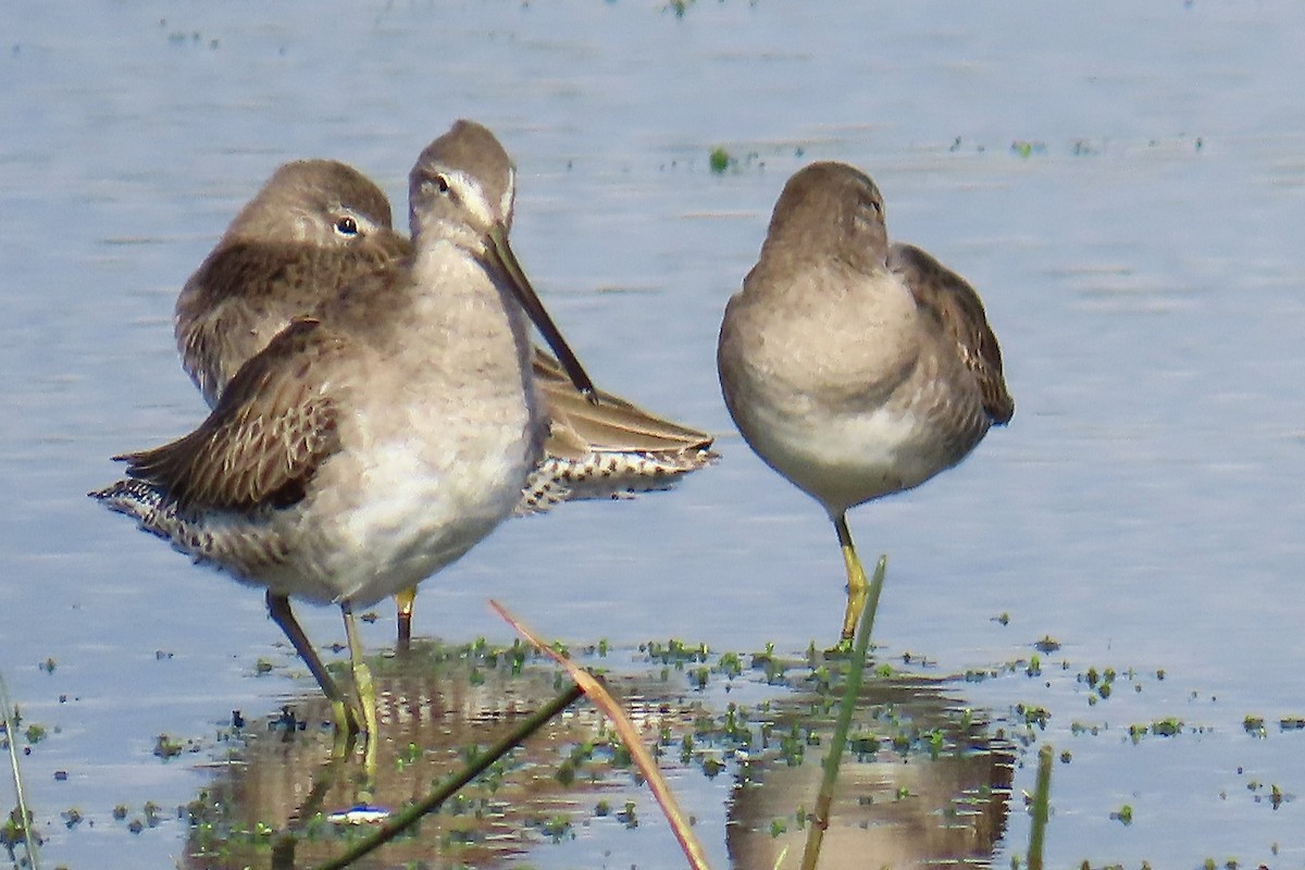 Неголь довгодзьобий - ML646460097