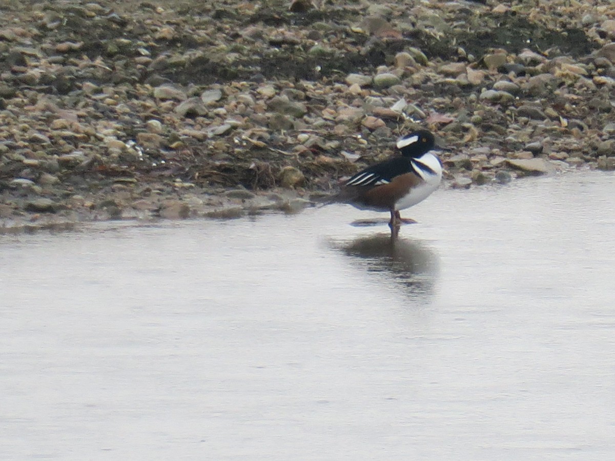 Hooded Merganser - ML646460099