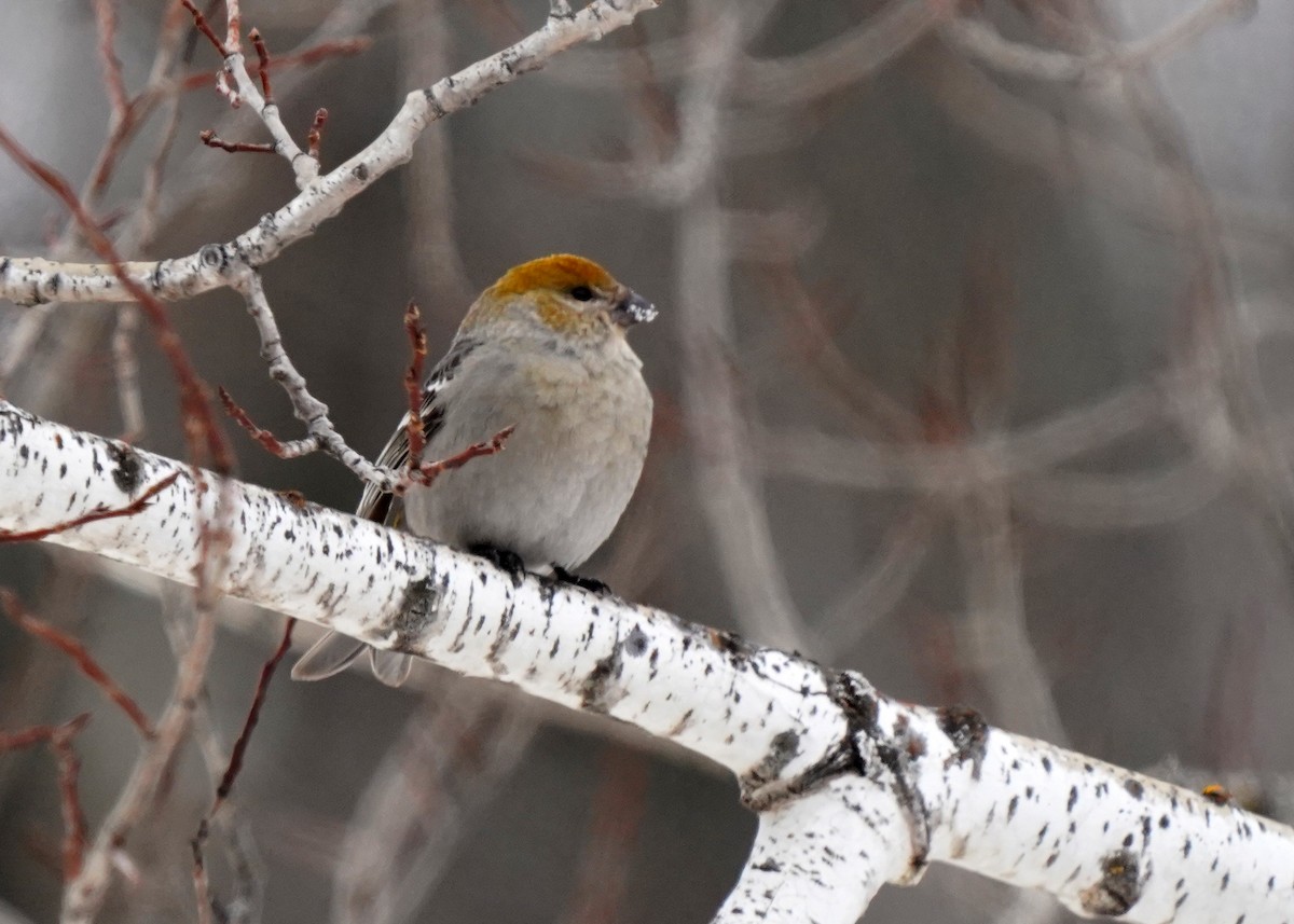 Hakengimpel - ML646460102