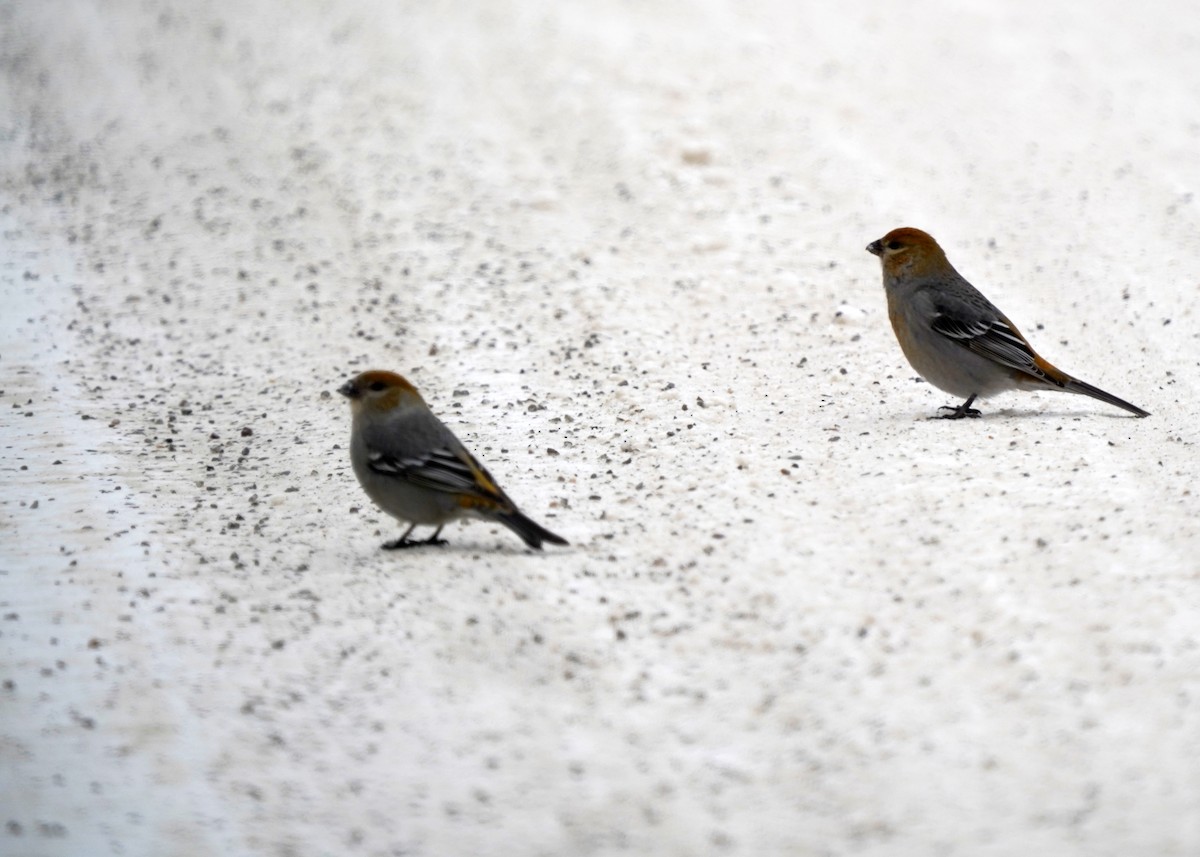 Hakengimpel - ML646460103