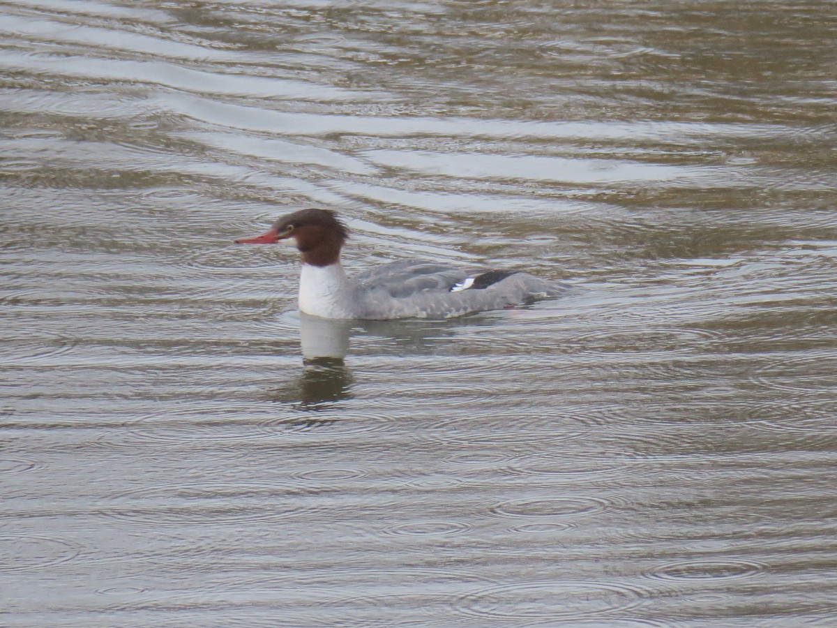 川秋沙 - ML646460107