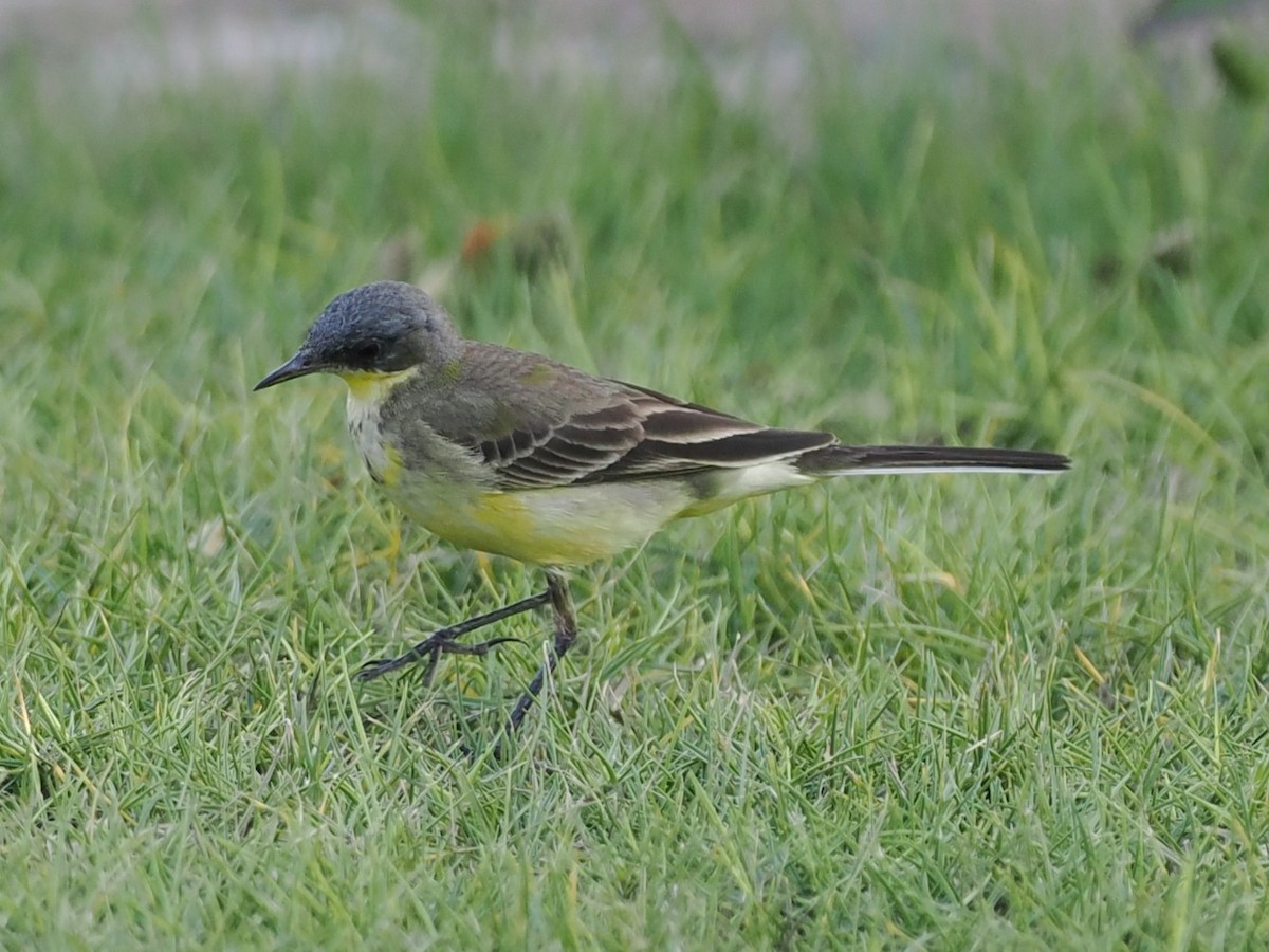 Schafstelze - ML646460108