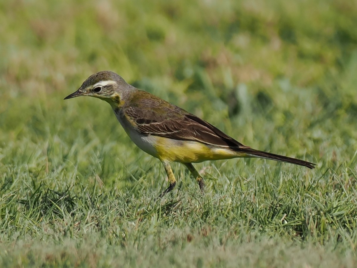 Schafstelze - ML646460109