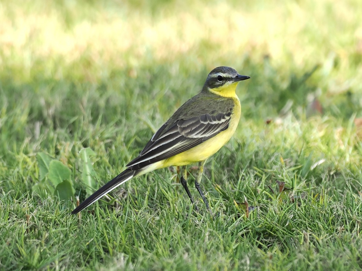 Schafstelze - ML646460110