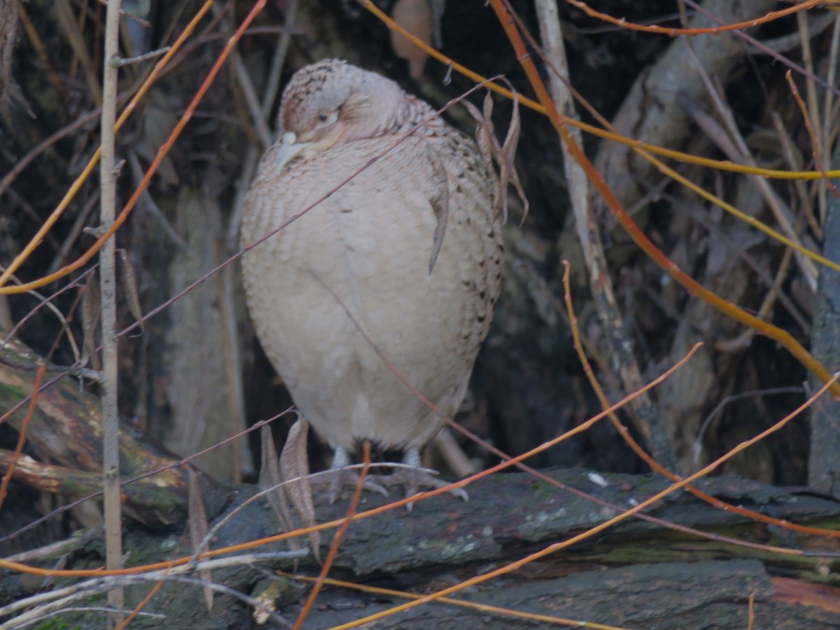 環頸雉 - ML646460113