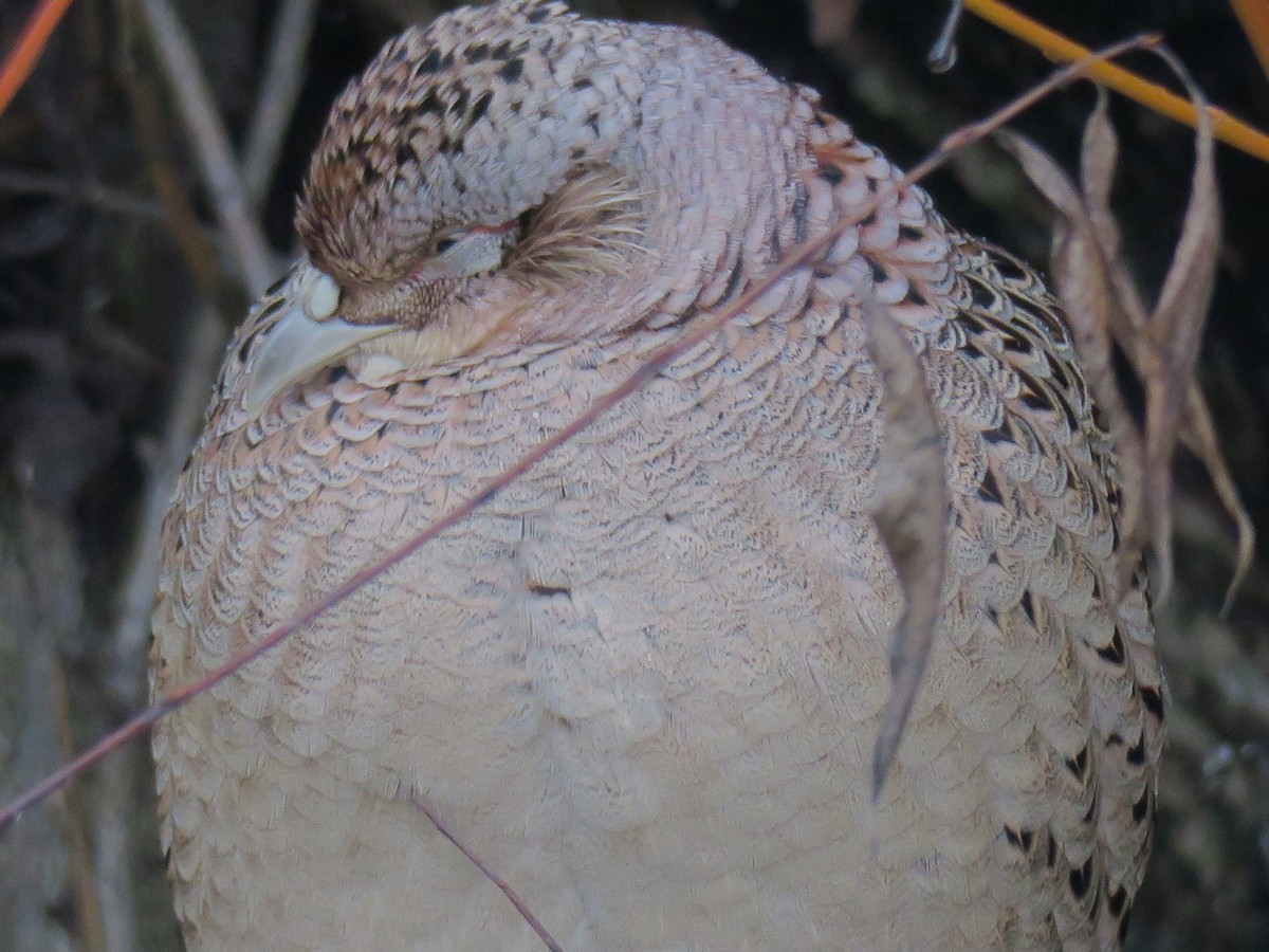 環頸雉 - ML646460114