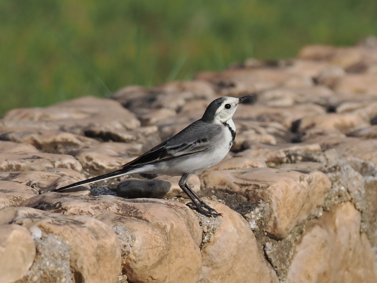 נחליאלי לבן - ML646460117