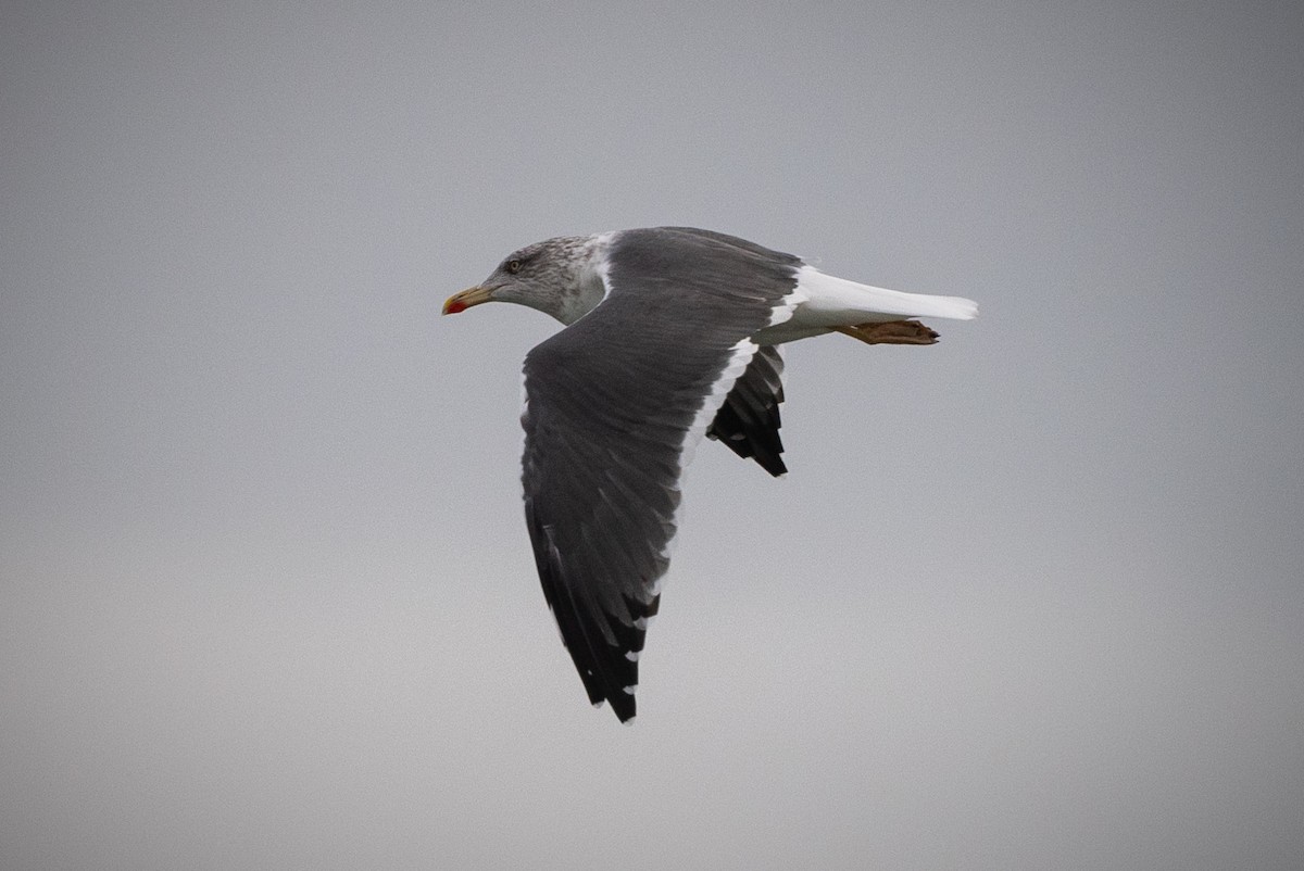 Lesser Black-backed Gull - ML646460118