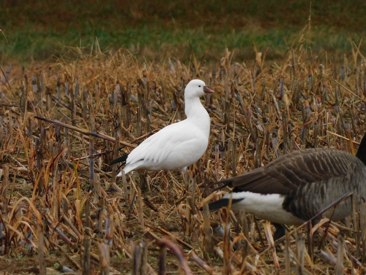 Ross's Goose - ML646460119