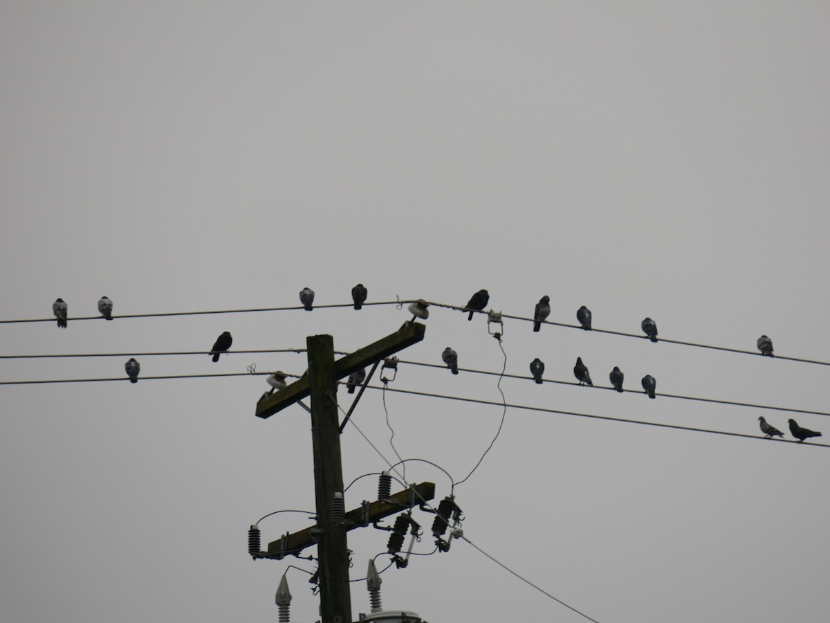 野鴿(野化) - ML646460120