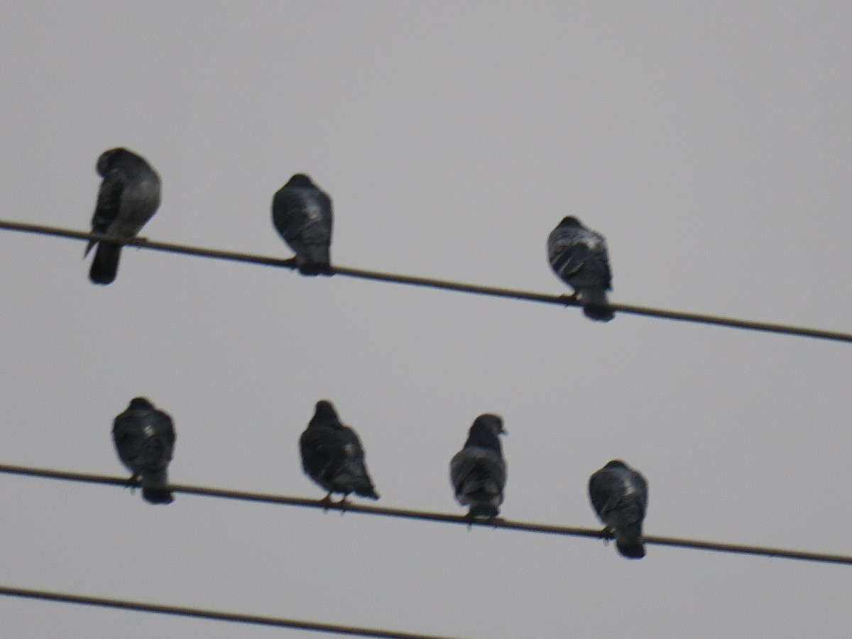 野鴿(野化) - ML646460121