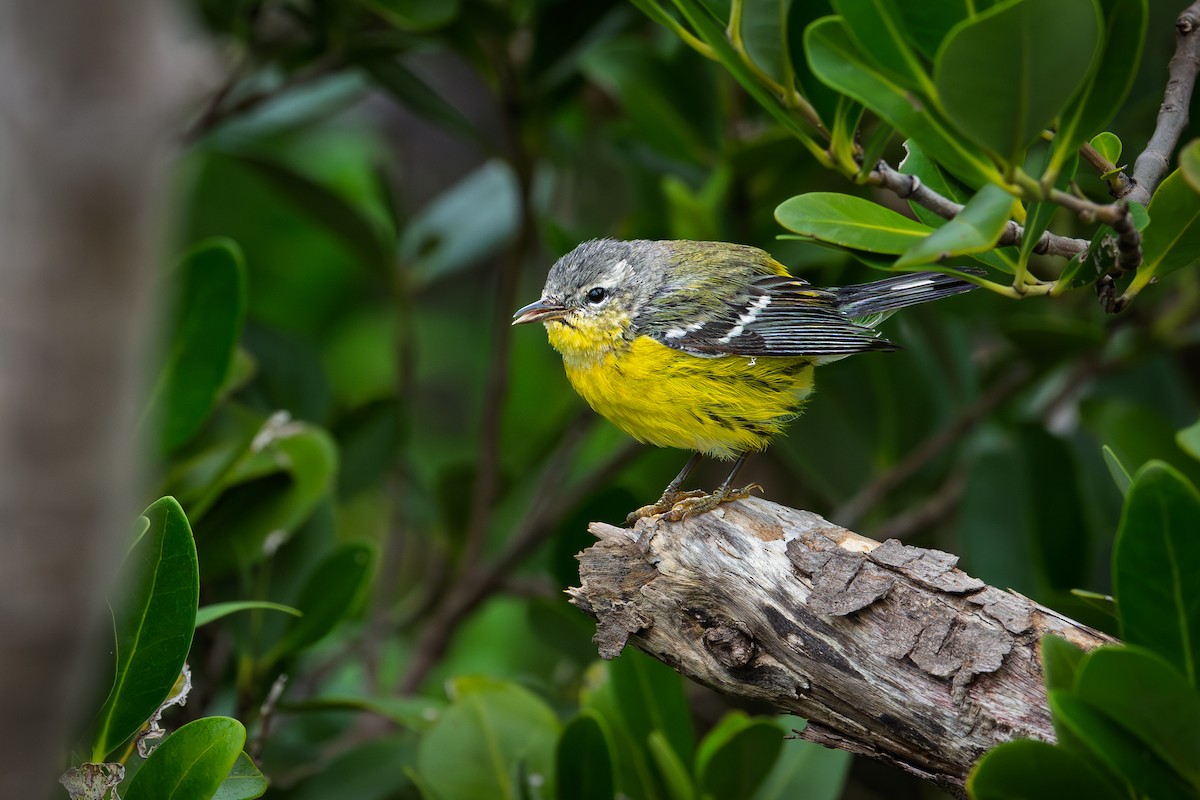 lesňáček tajgový - ML646460123