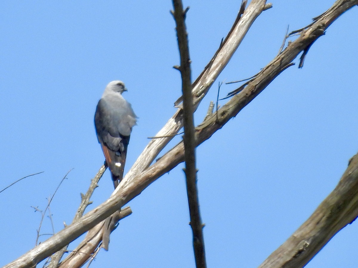 Kurşuni Çaylak - ML646460126