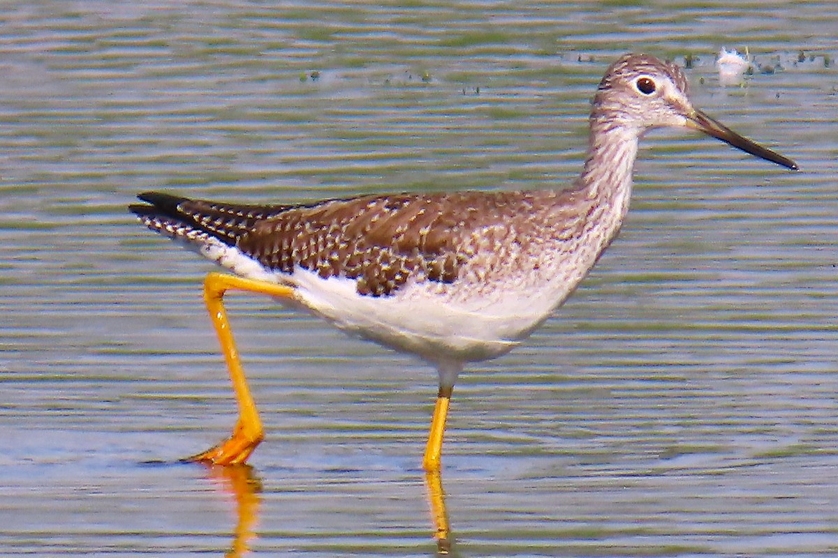 Коловодник жовтоногий - ML646460128