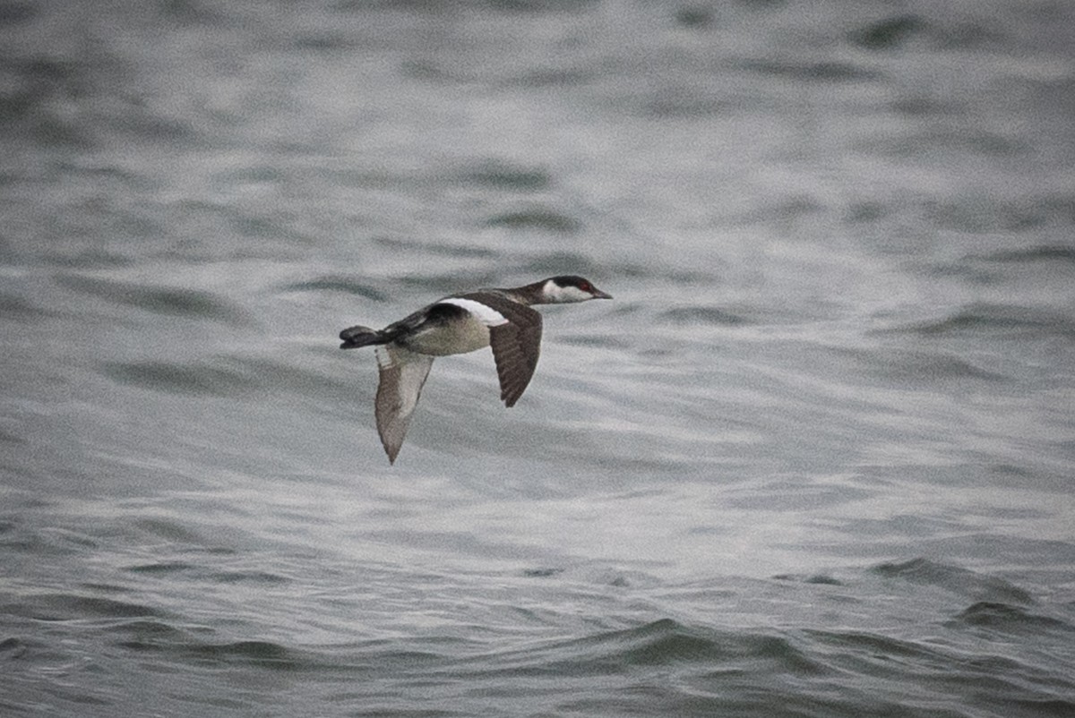 Horned Grebe - ML646460129