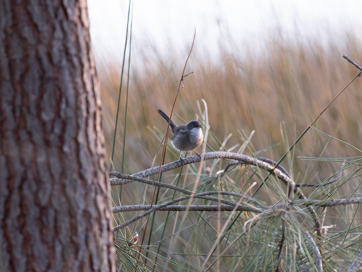 Occhiocotto - ML646460130