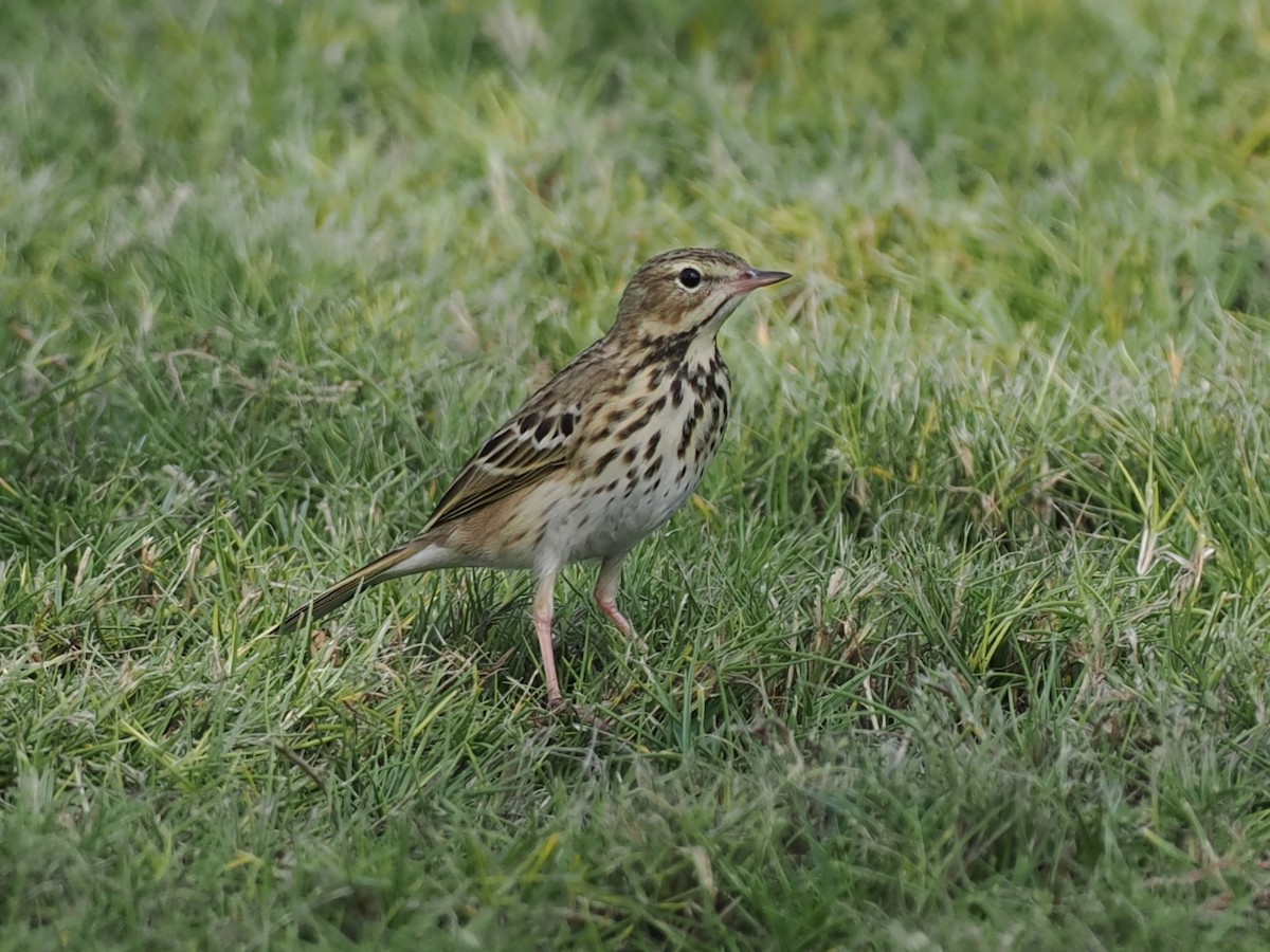 Baumpieper - ML646460132