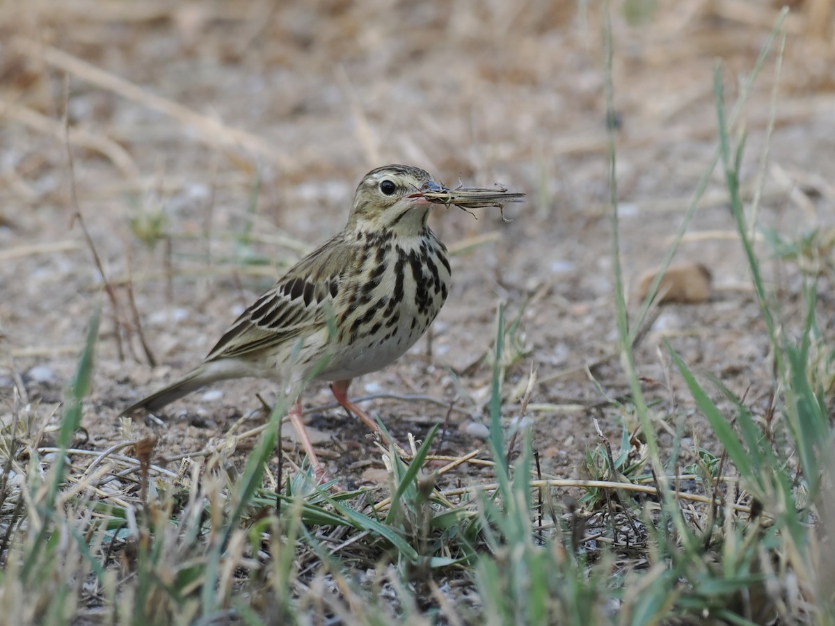 Baumpieper - ML646460133