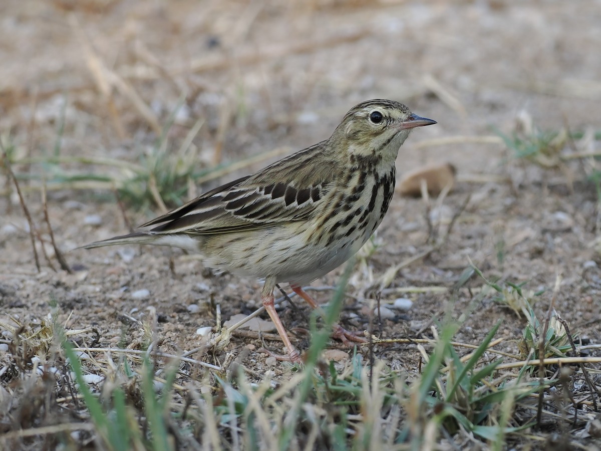 Baumpieper - ML646460134