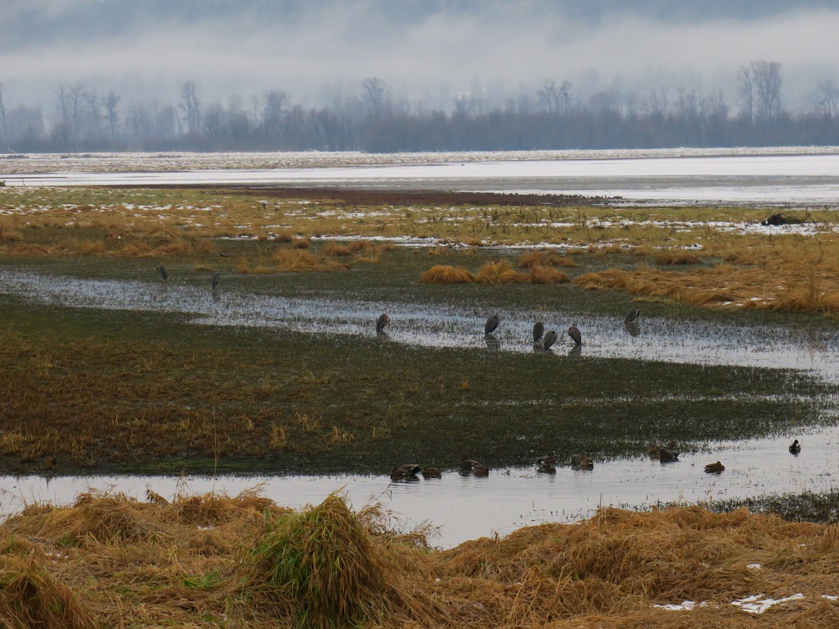 Great Blue Heron - ML646460138