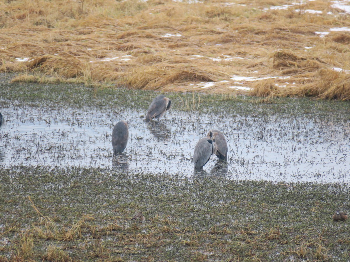 Great Blue Heron - ML646460139