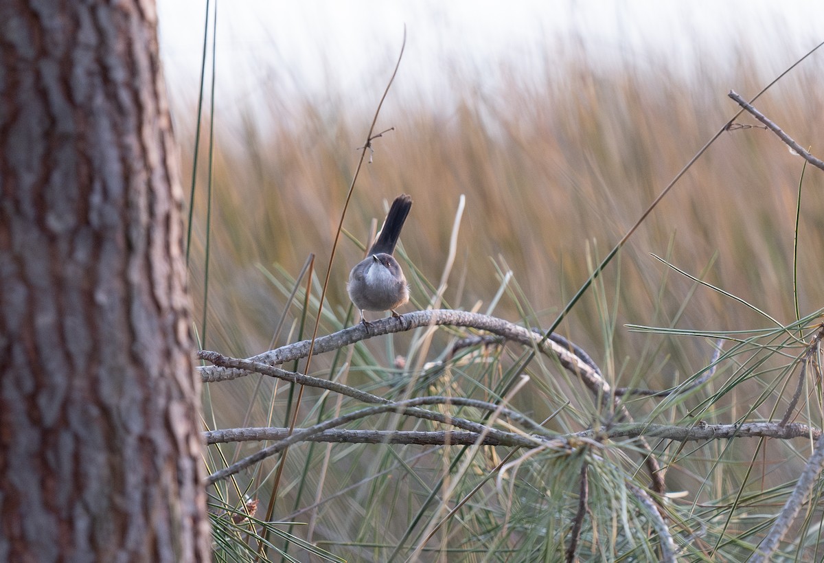 Occhiocotto - ML646460140