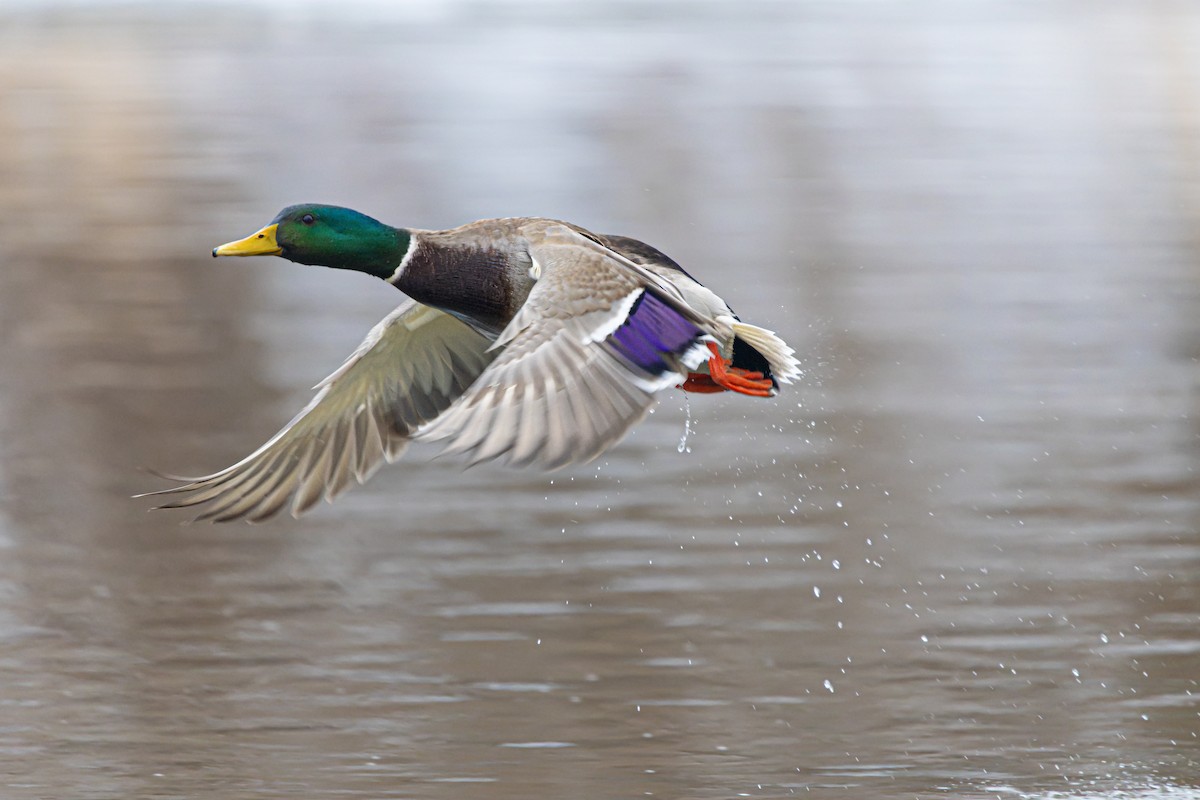 綠頭鴨 - ML646460141