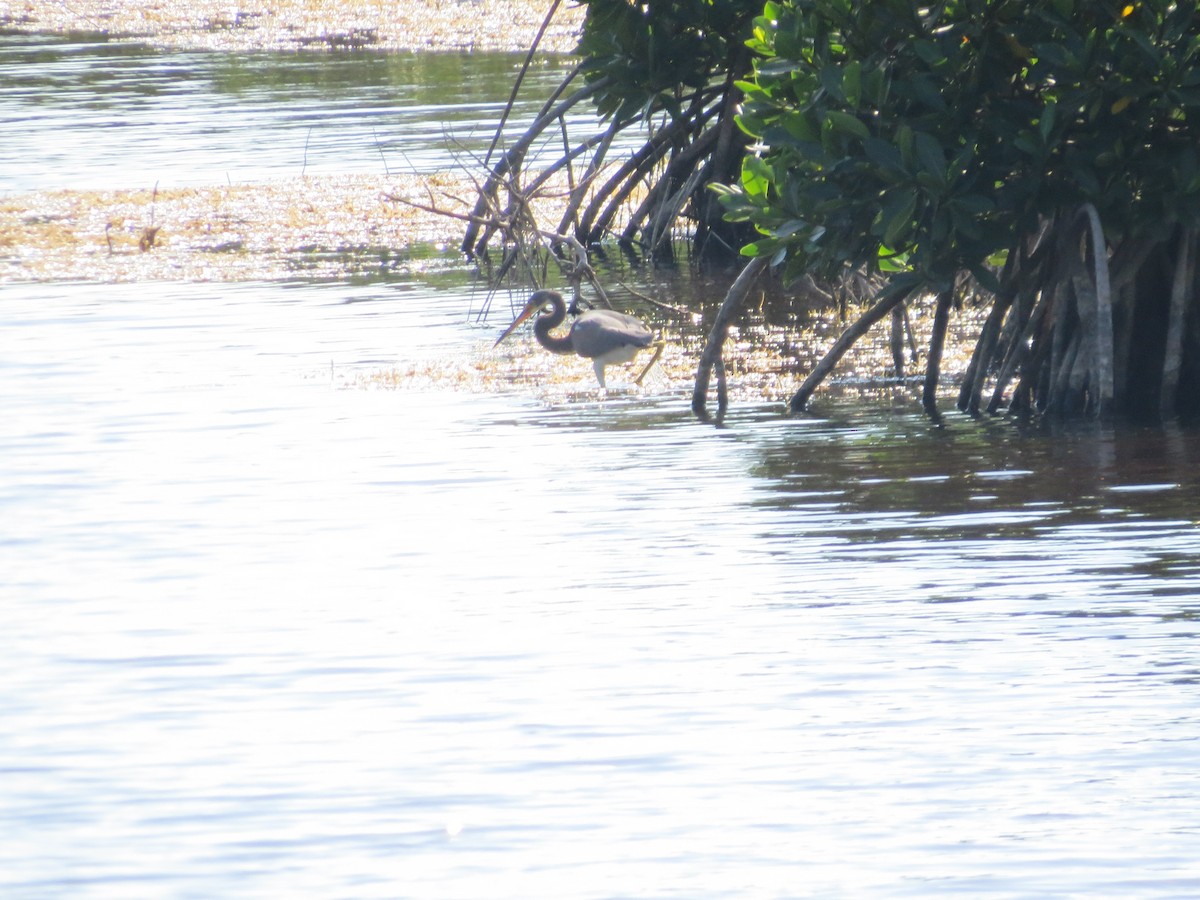 Чепура трибарвна - ML646460142