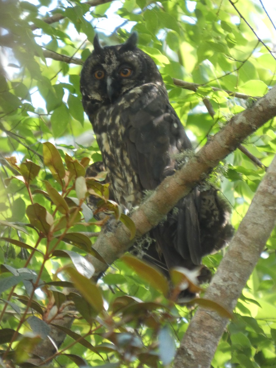 Stygian Owl - ML646460146