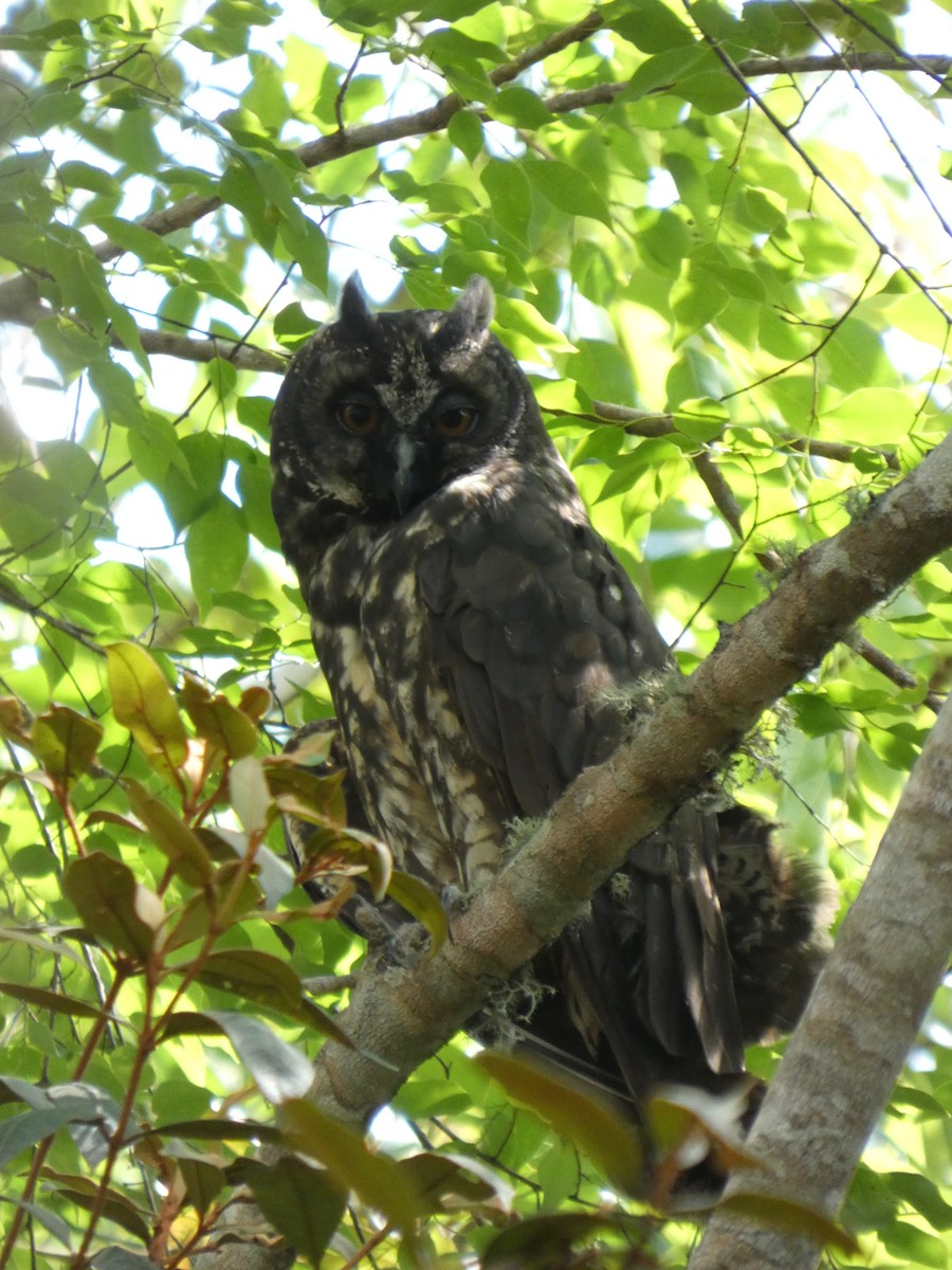 Stygian Owl - ML646460147