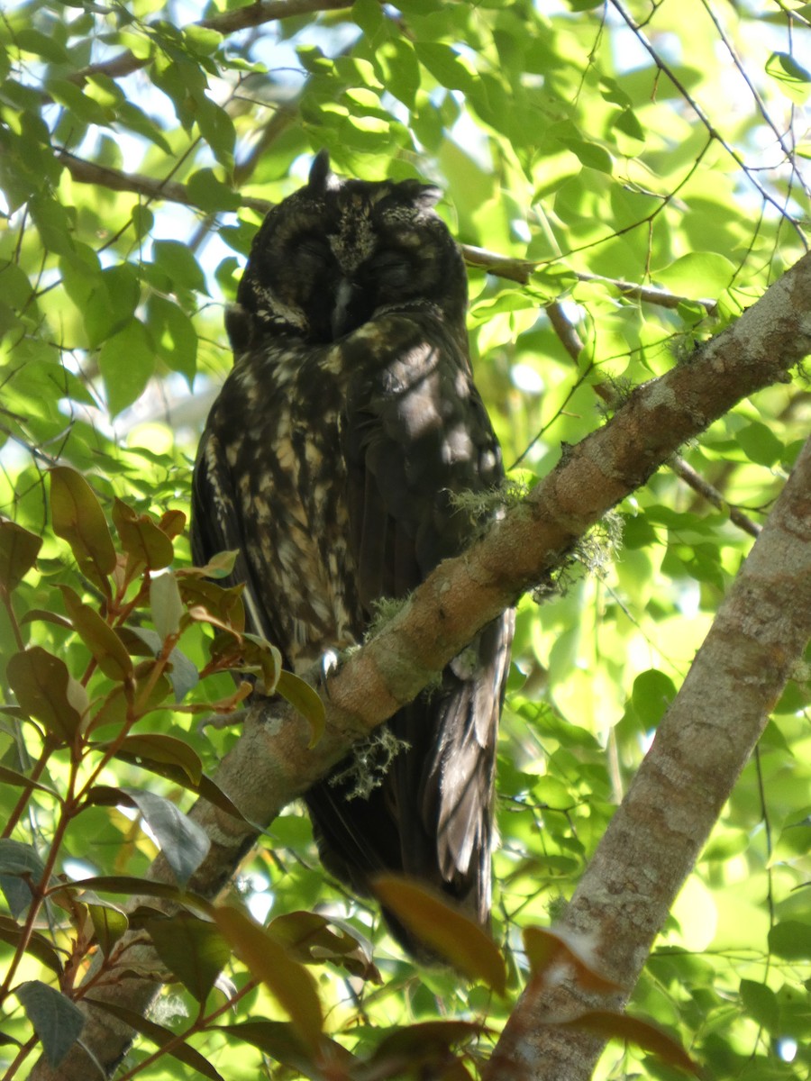 Stygian Owl - ML646460148