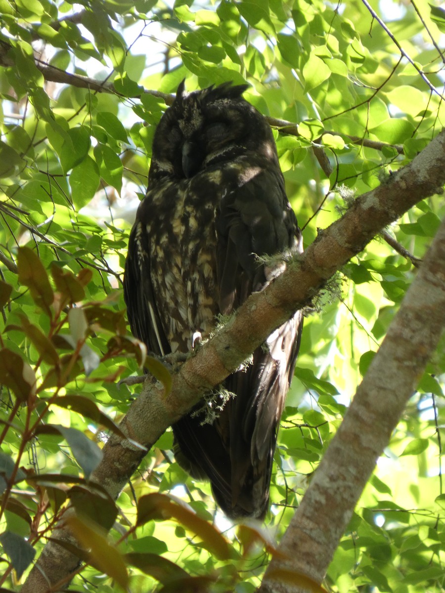 Stygian Owl - ML646460150