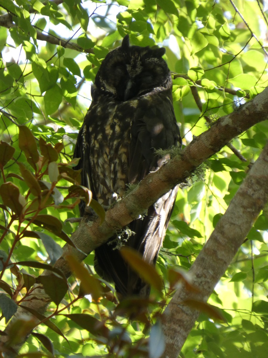 Stygian Owl - ML646460151