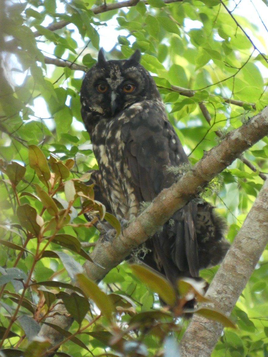 Stygian Owl - ML646460152