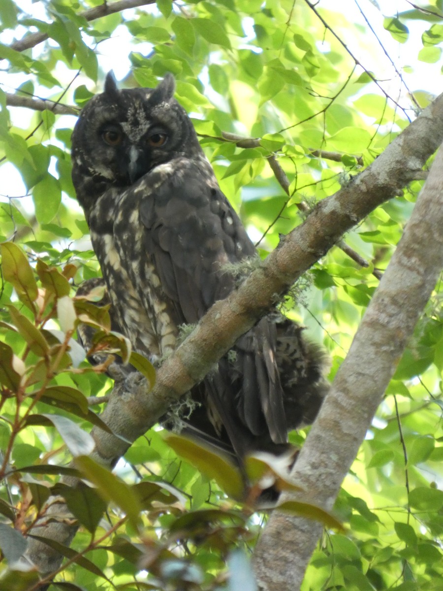 Stygian Owl - ML646460153