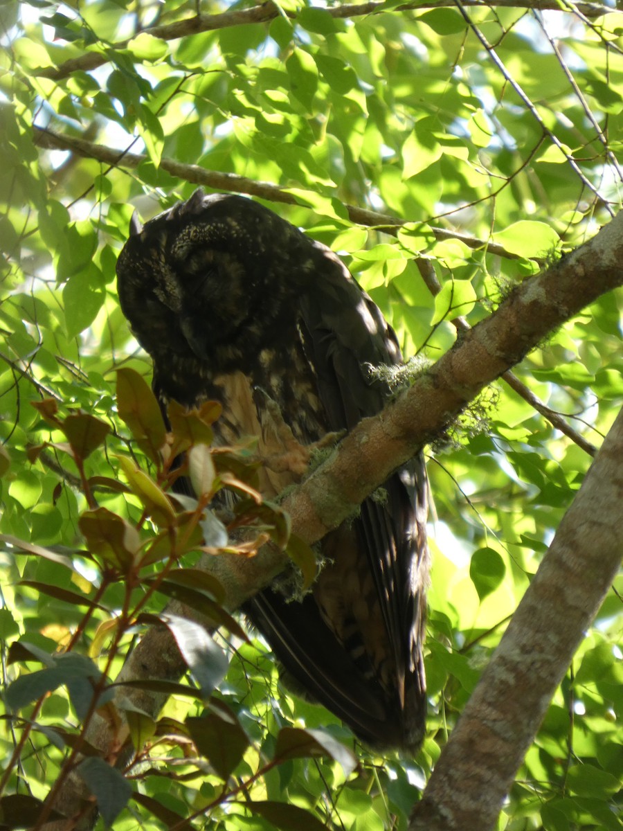 Stygian Owl - ML646460154