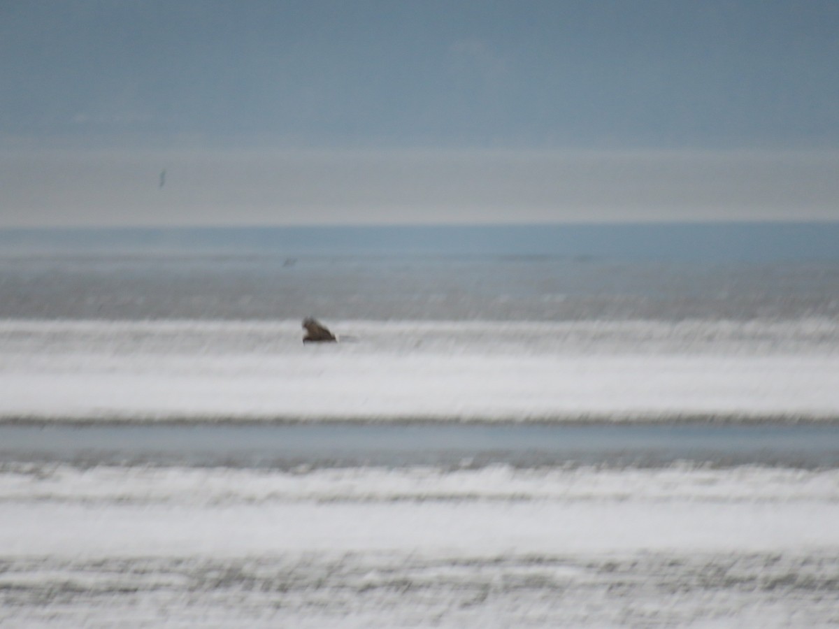 Northern Harrier - ML646460155