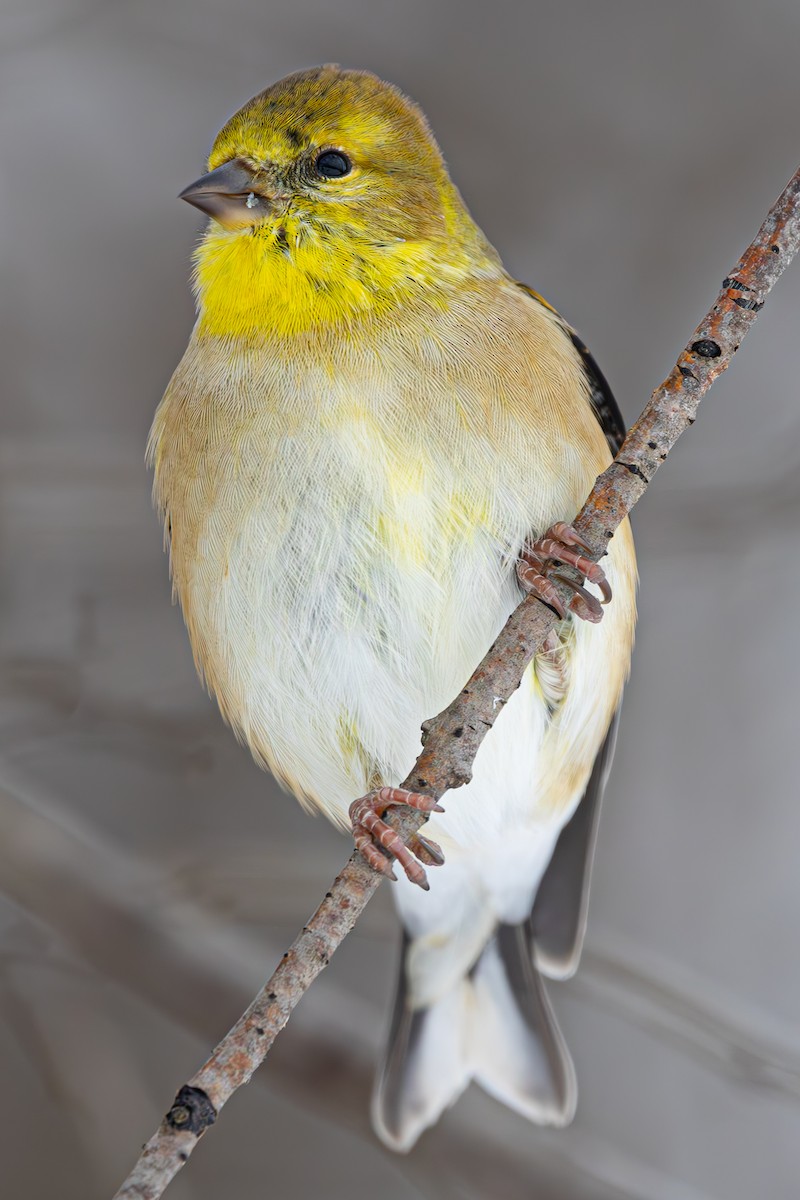 American Goldfinch - ML646460159