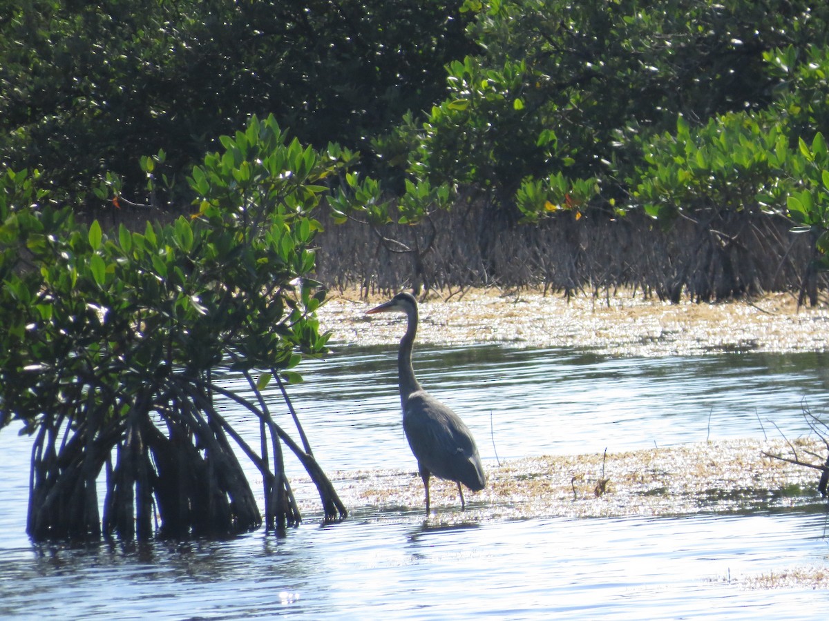 Чапля північна - ML646460160