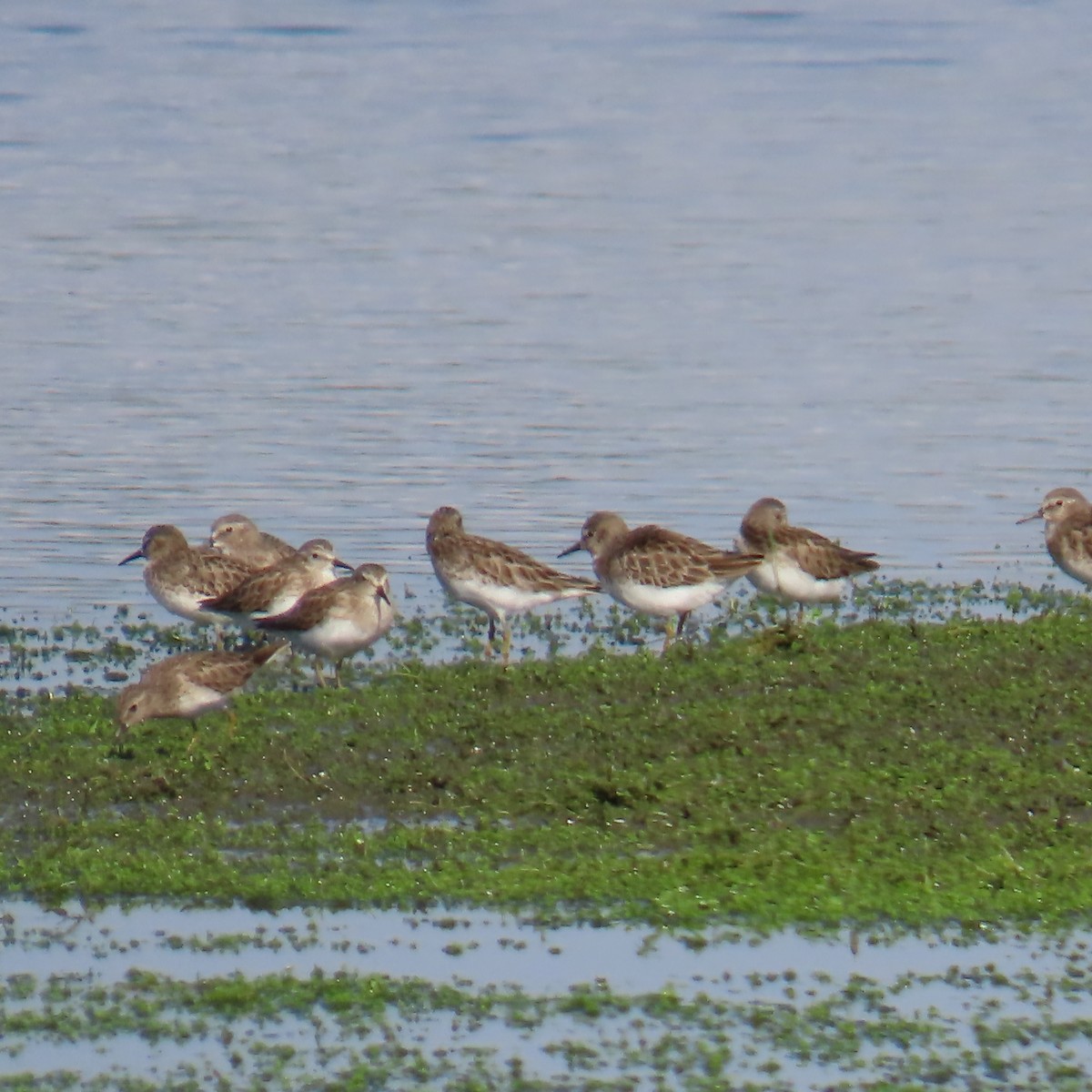 Побережник-крихітка - ML646460162