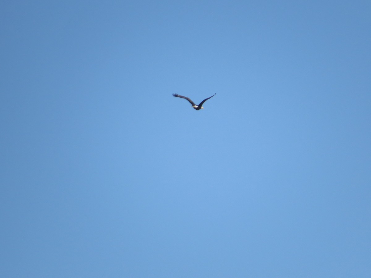 Орлан білоголовий - ML646460168