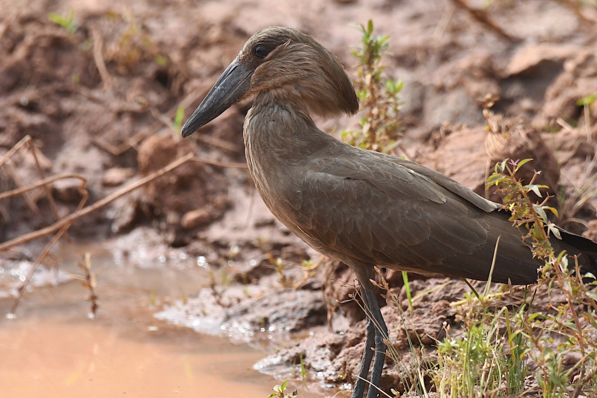 Hamerkop - ML646460169