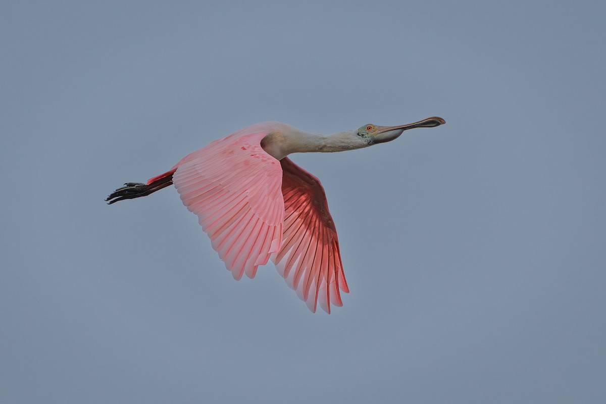 kolpík růžový - ML646460170