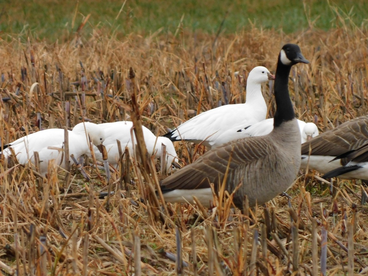 Ross's Goose - ML646460171