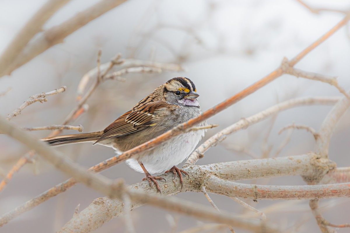 White-throated Sparrow - ML646460173