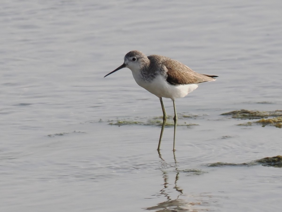 Teichwasserläufer - ML646460174